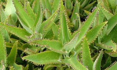 Kalanchoe -tinctuur voor de behandeling van spataderen